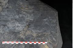 Foto (Detailansicht) von Sigillaria subrotunda Brongniart (NHMW-GEO-2024-0188-11235)